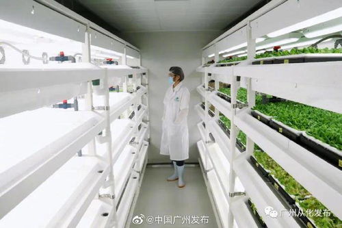 无土栽培 无需阳光与土壤的现代种植革命